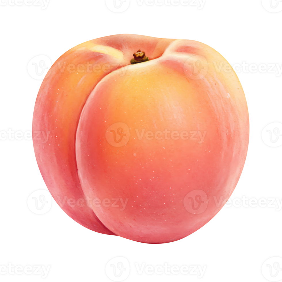 Close up view of a Watercolor ripe peach with a smooth surface against a plain surrounding area on transparent background png