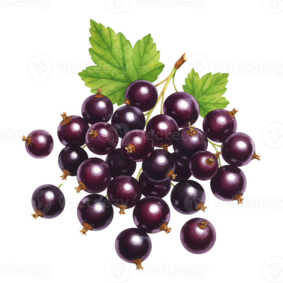 A cluster of ripe currants with vibrant green leaves isolated on a plain transparent area view on transparent background png