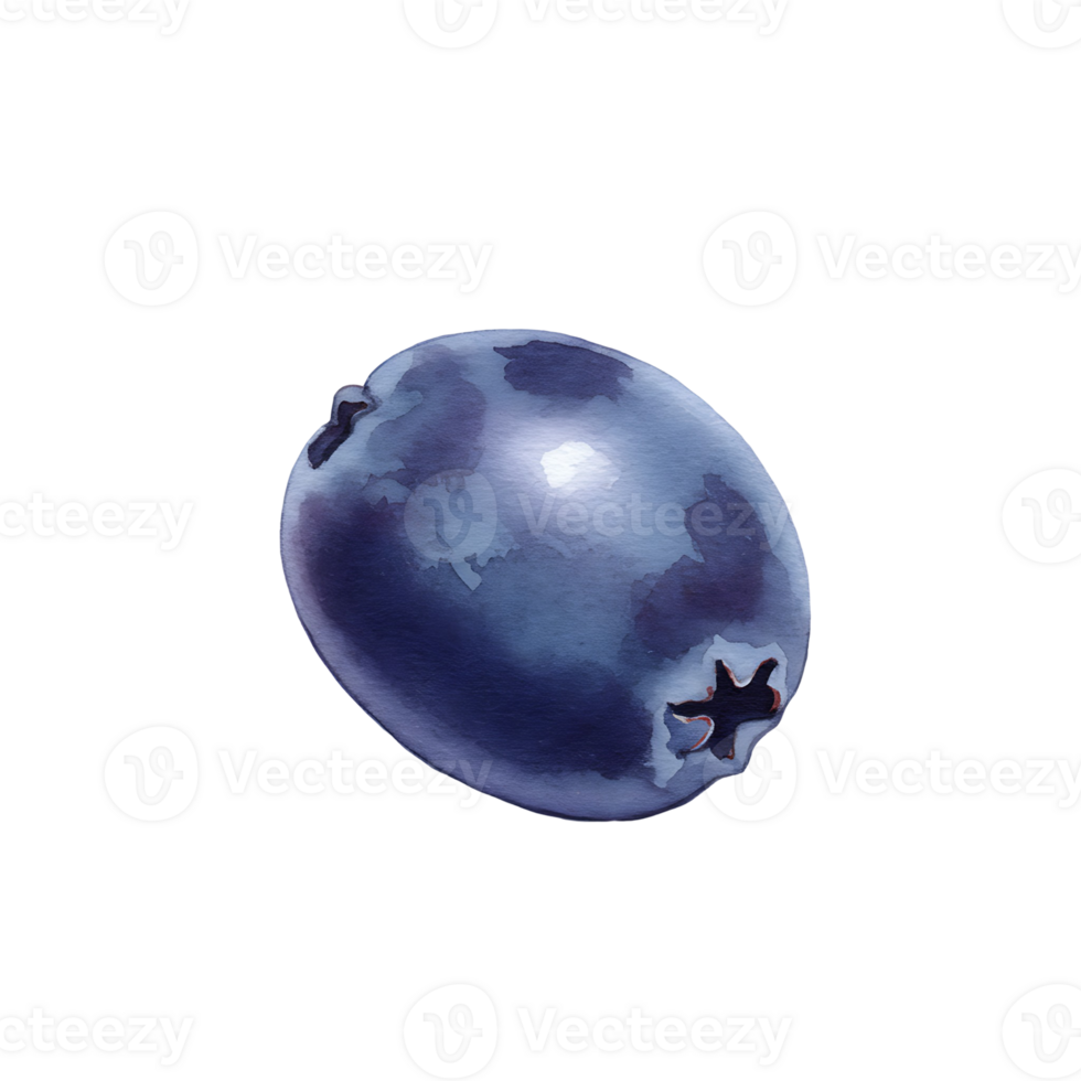Watercolor blueberry with a smooth skin and a star shaped pattern on a plain solid color backdrop on transparent background png