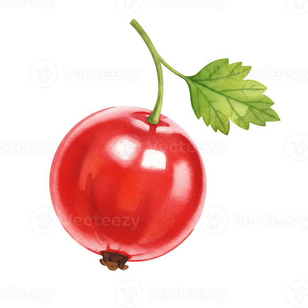 A Watercolor red currant with a green leaf and stem against a plain colored solid space area view close up on transparent background png