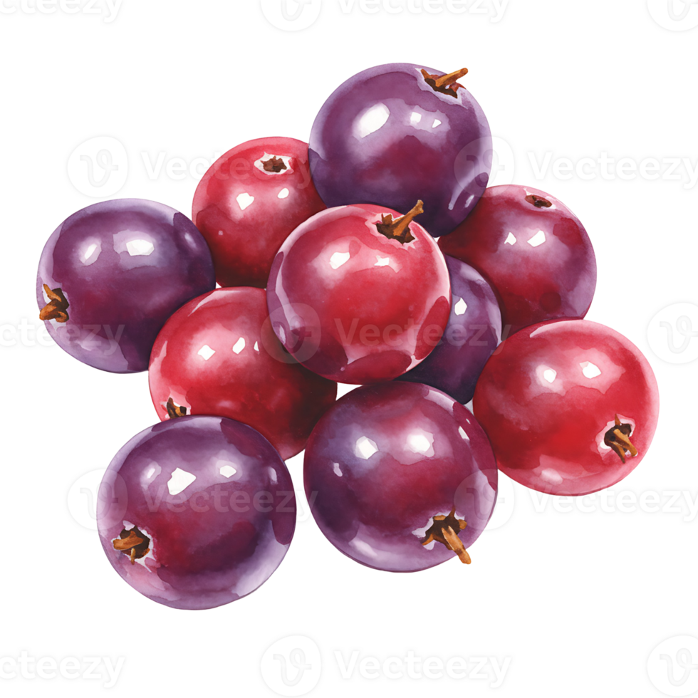 A pile of glistening red and purple berries clustered together on a plain colored surface view from above on transparent background png