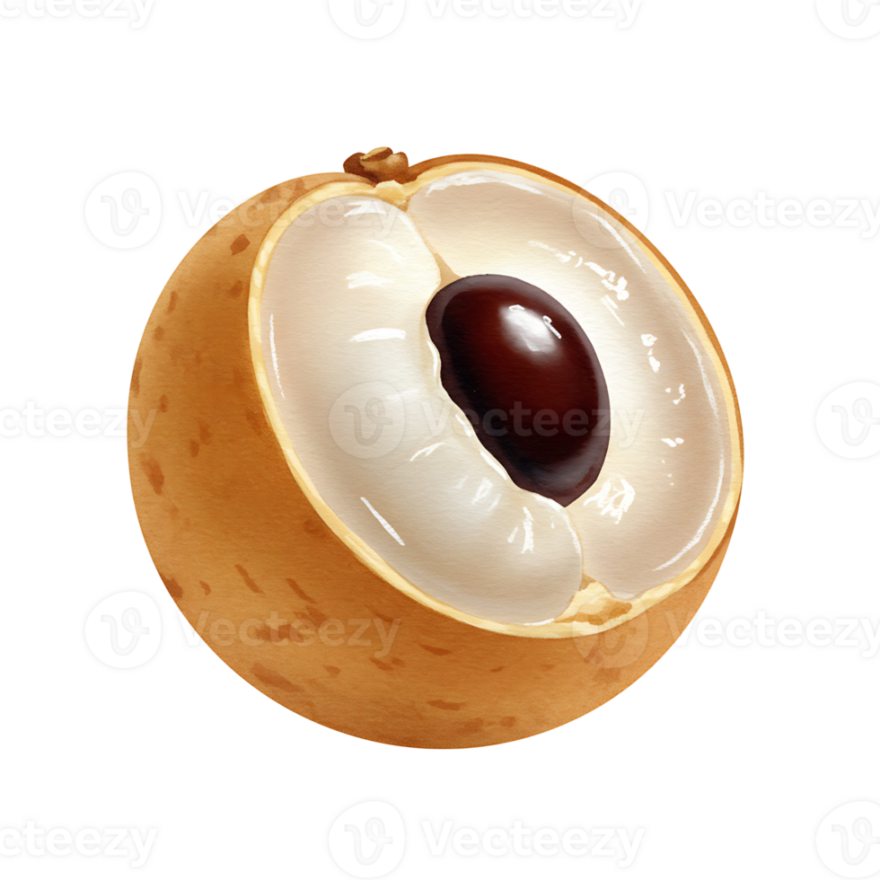 A close up view of a cut longan fruit showing the seed and the translucent flesh on a plain setting on transparent background png