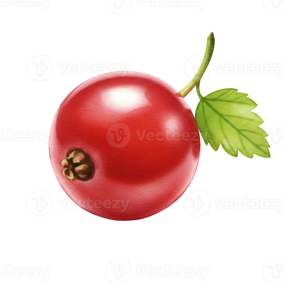 Close up view of a Watercolor red currant with a stem and a leaf on a plain color space area on transparent background png
