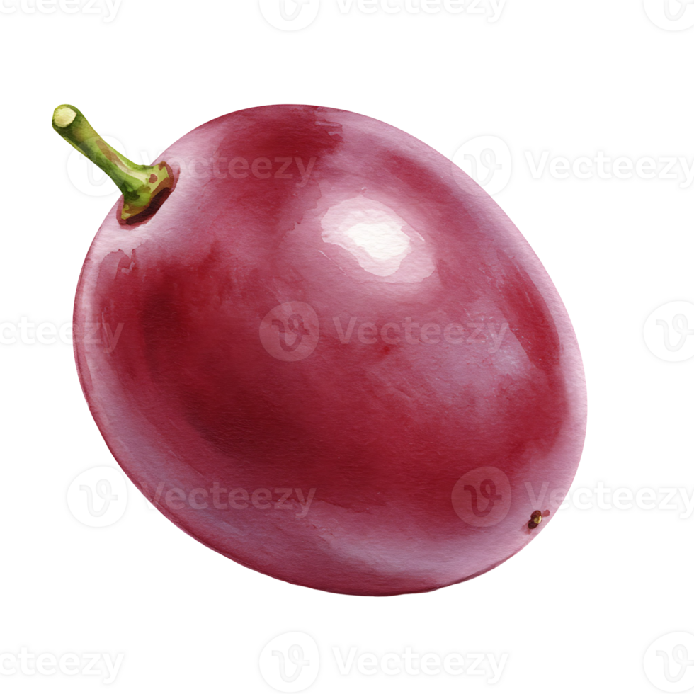 A Watercolor red grape with a green stem is presented on a plain isolated setting for food photography use on transparent background png