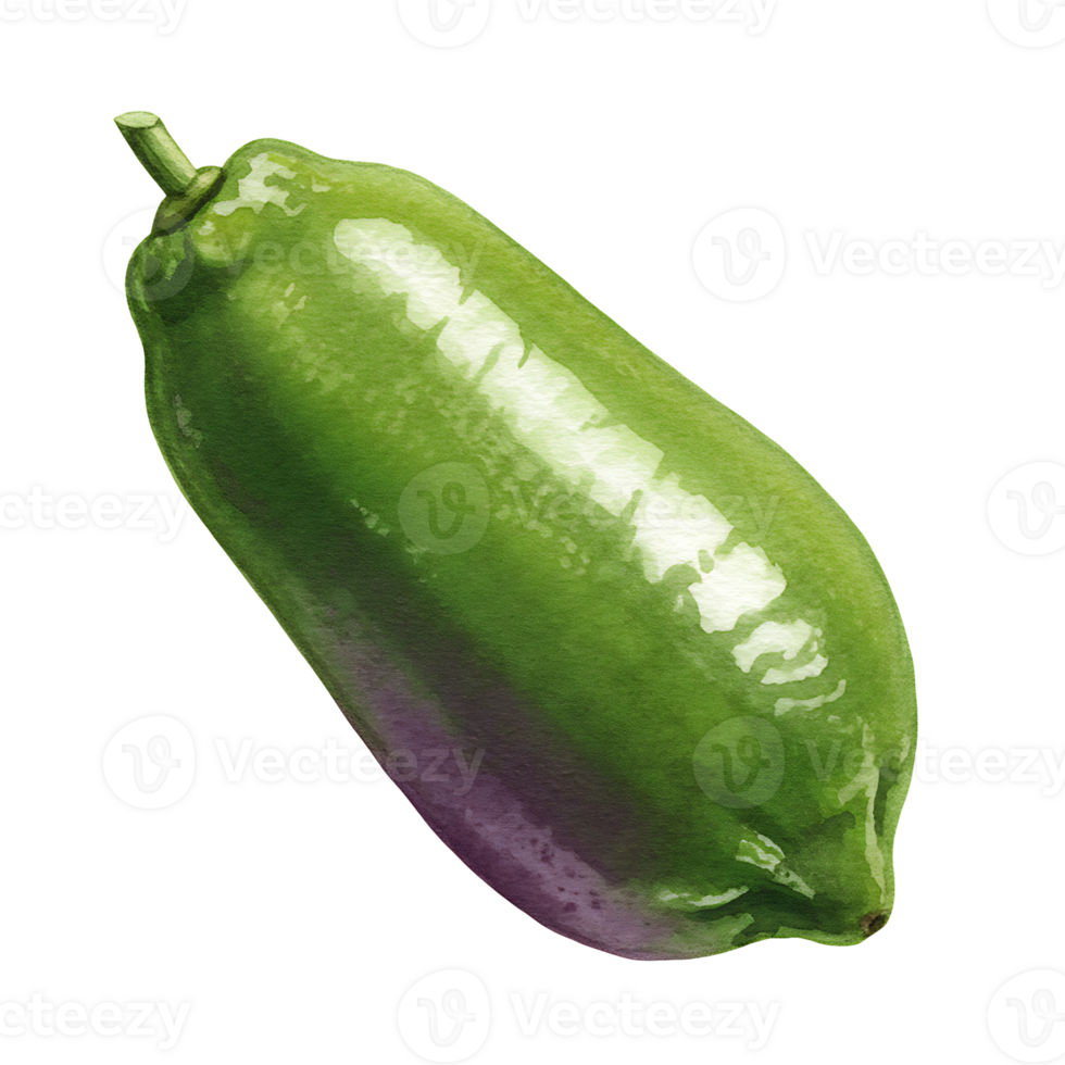 Isolated green papaya fruit with stem on a plain backdrop in a studio environment showing texture on transparent background png