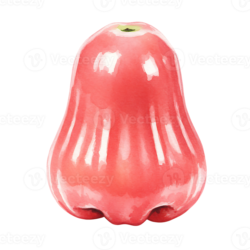 Isolated Watercolor rose apple fruit with a glossy surface set against a plain solid colored backdrop on transparent background png