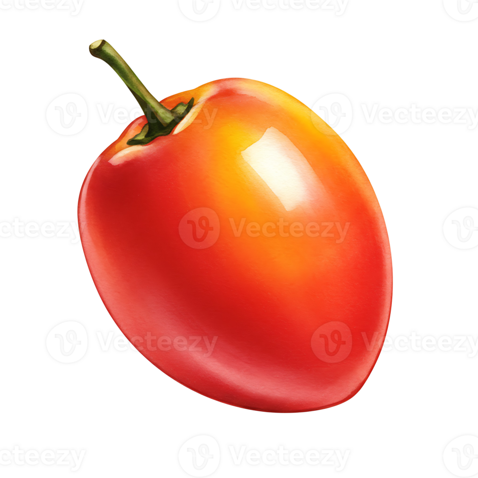 A Watercolor vibrant red and yellow pepper with a green stem isolated against a plain background space on transparent background png