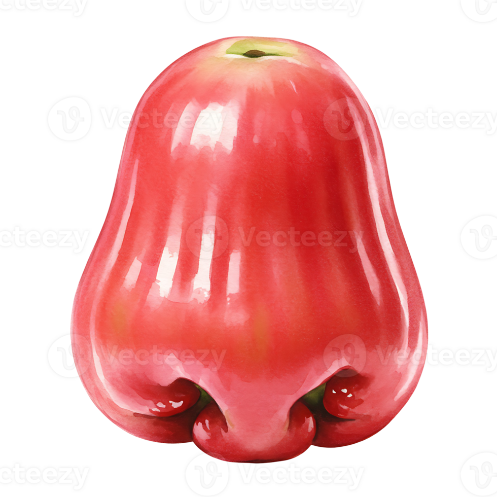 A Watercolor rose apple fruit with a smooth shiny surface isolated on a solid color background plain and simple on transparent background png