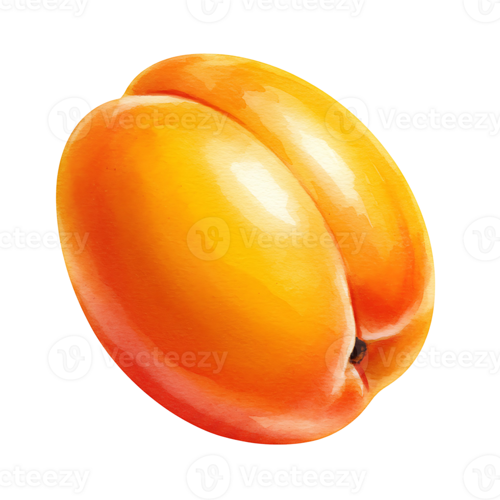 A Watercolor apricot with a smooth skin and a visible line down the middle against a plain setting on transparent background png