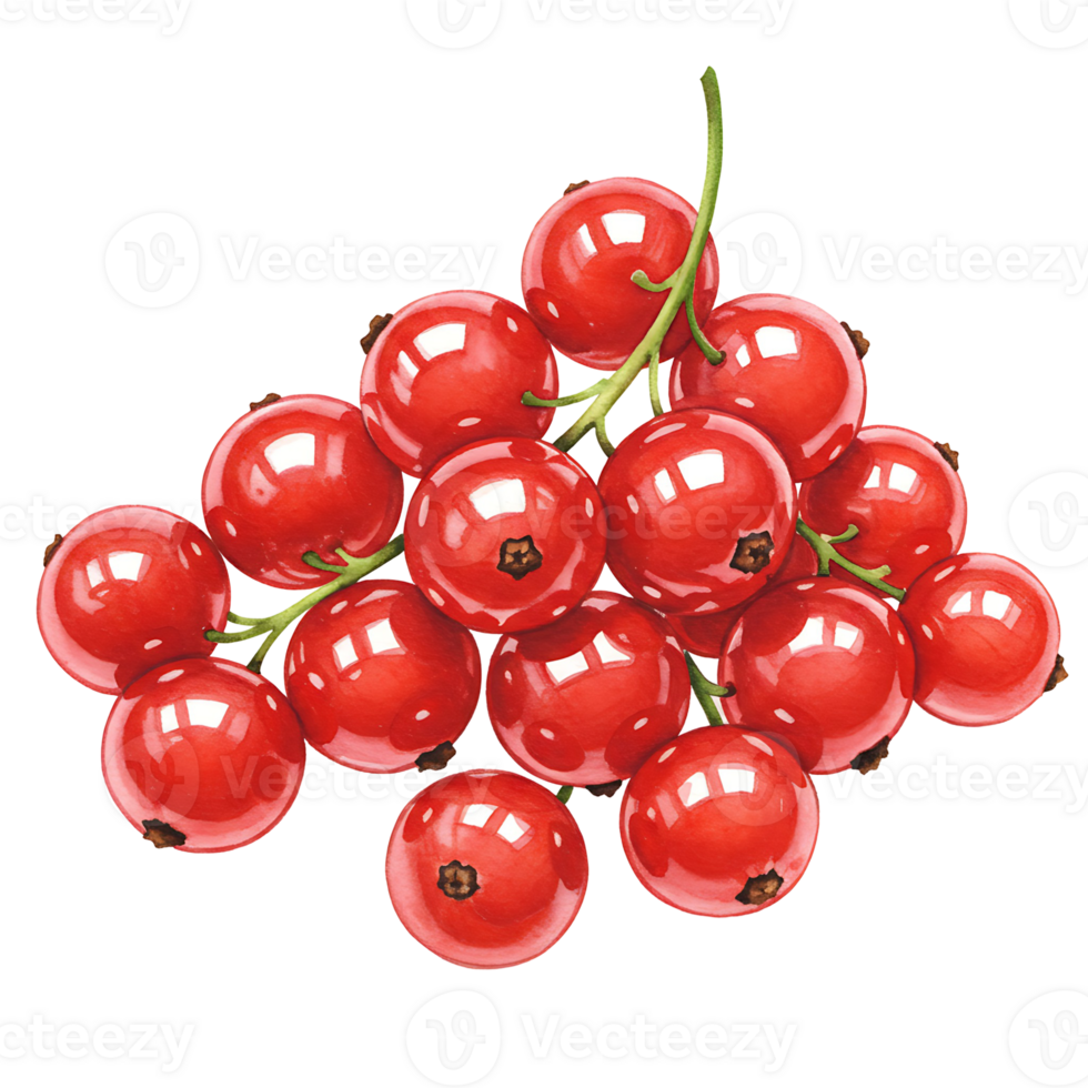 A cluster of vibrant red currants on delicate green stems creating a Watercolor and juicy display on transparent background png