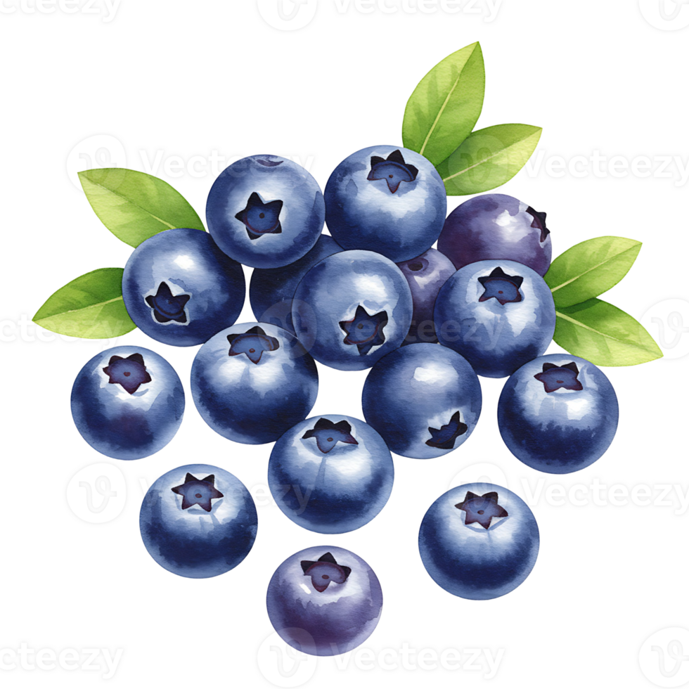 A watercolor style depiction of a cluster of blueberries with green leaves on a plain backdrop on transparent background png