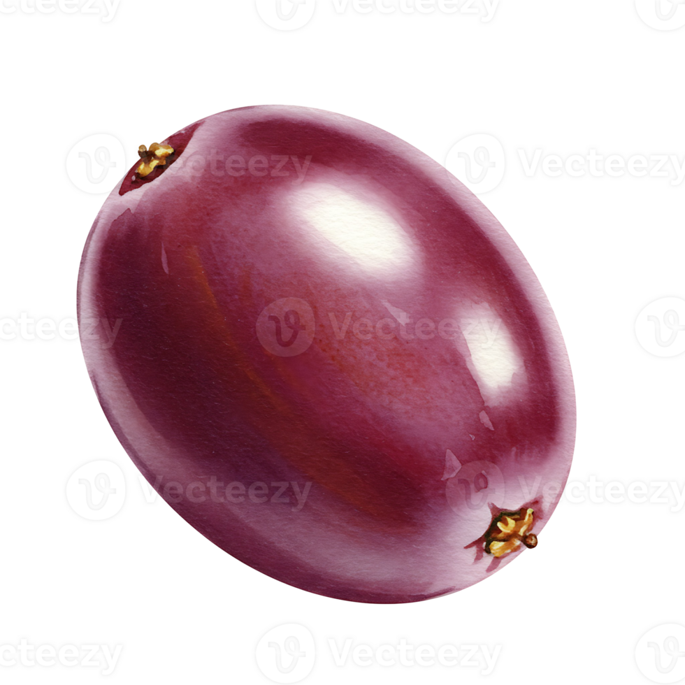 A Watercolor red grape with a glossy surface isolated against a plain solid color backdrop view close up on transparent background png