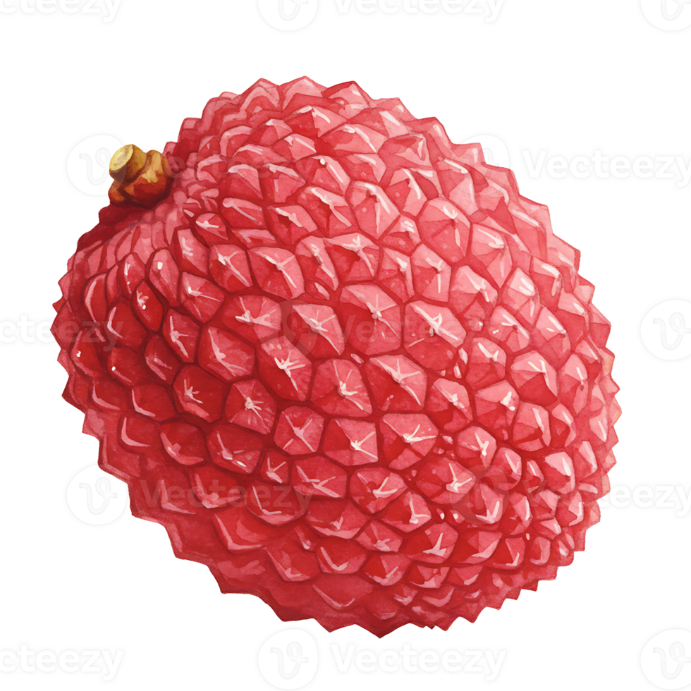 A Watercolor lychee fruit with a textured rind and a small stem isolated on a plain backdrop view on transparent background png
