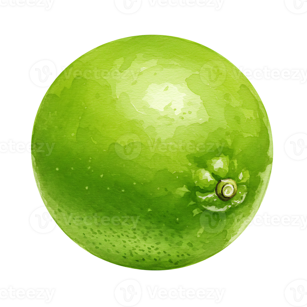 A vibrant green lime fruit isolated against a plain backdrop showcasing its textured surface and round shape on transparent background png