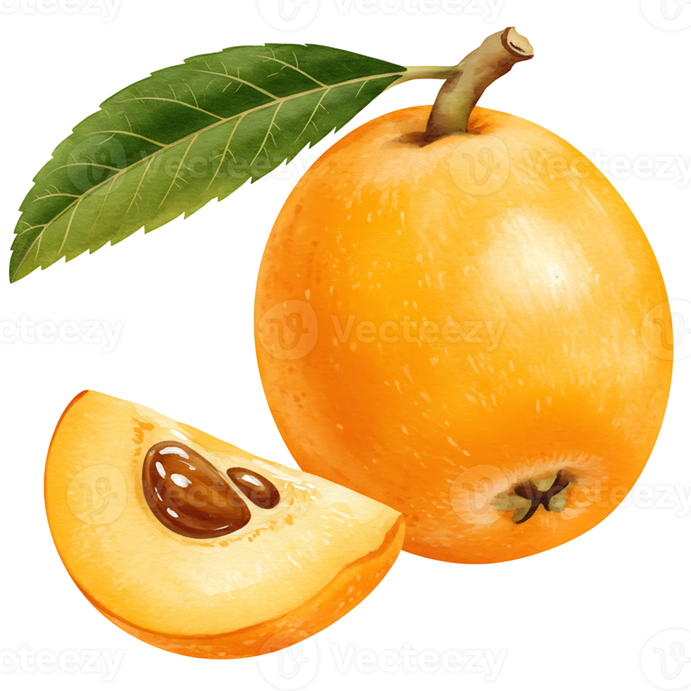 A Watercolor loquat fruit with a leaf and a slice on a plane, simple, and clean presentation style image on transparent background png