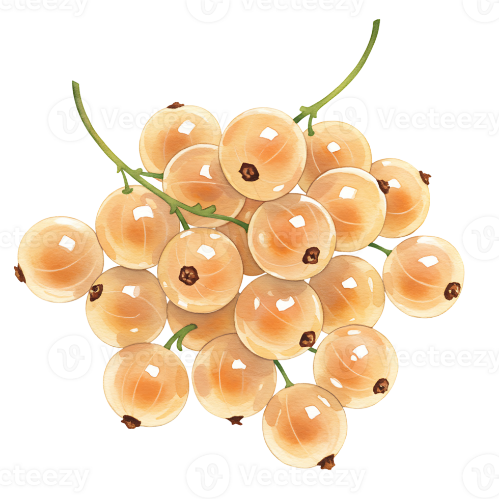 A cluster of white currants with stems against a plain field in a close up still life arrangement on transparent background png