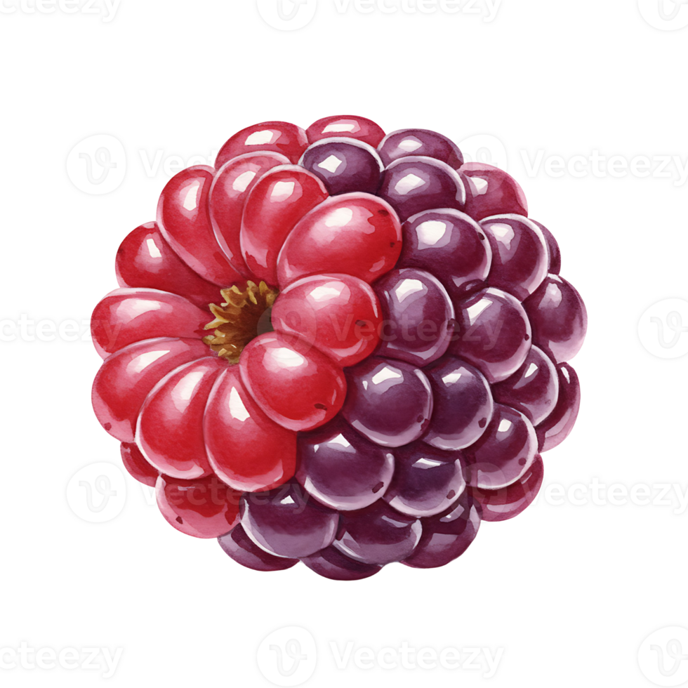 A Watercolor raspberry fruit with a red and purple color scheme on a plain solid color space field on transparent background png