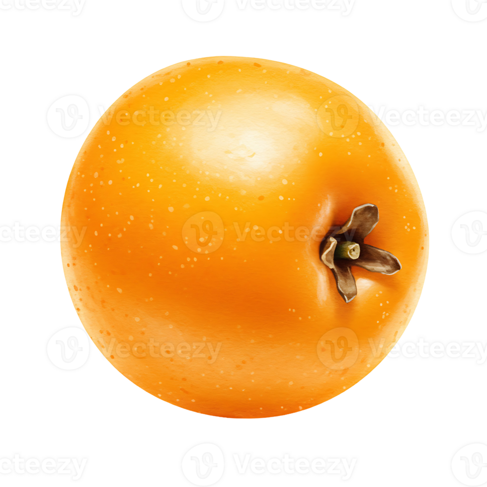 A close up view showcasing a Watercolor ripe loquat fruit against a plain solid color space around it on transparent background png