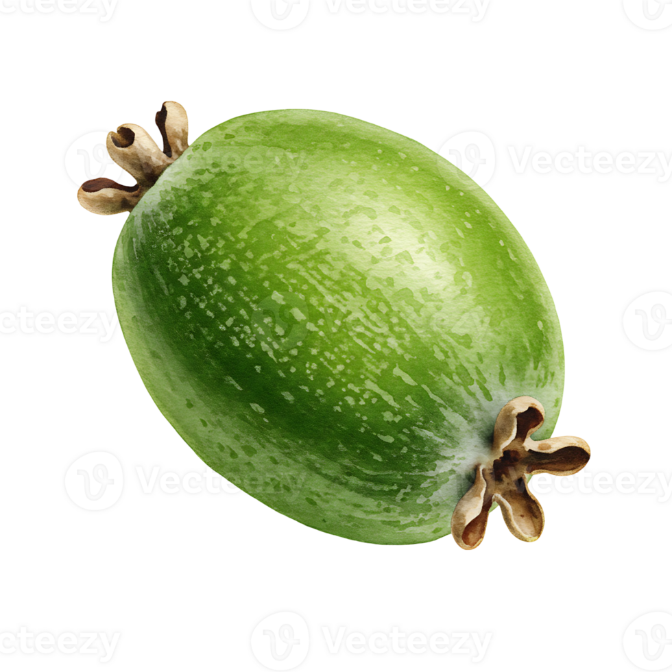 Close up of a Watercolor feijoa fruit with textured green skin and brown stem on a plain setting on transparent background png