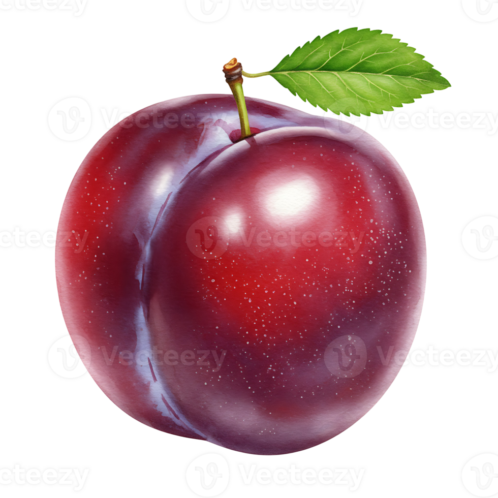 A Watercolor plum with a stem and a leaf presented against a plain isolated studio type presentation on transparent background png