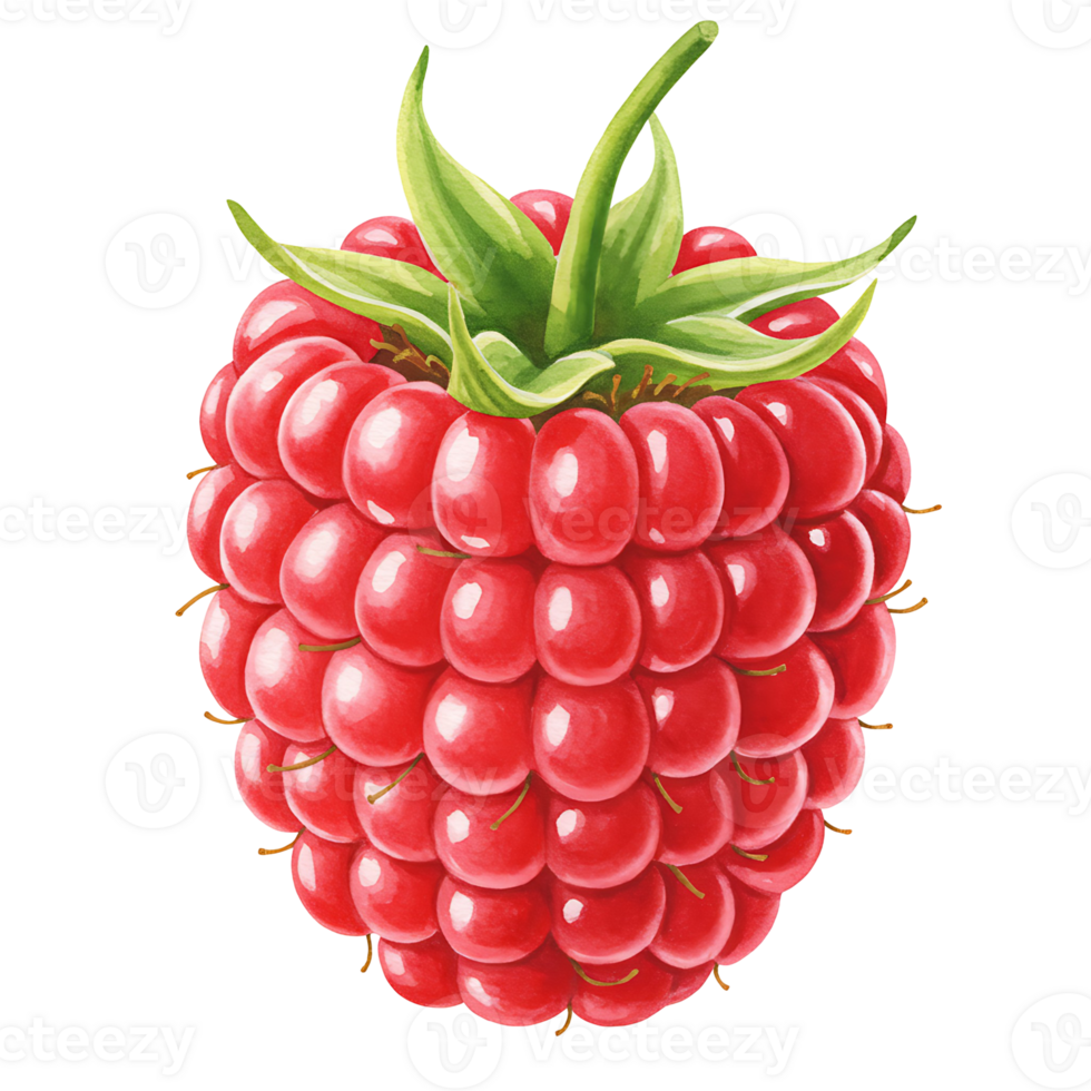 A Watercolor raspberry with vibrant red color and green leaves isolated on a plain background space around it on transparent background png