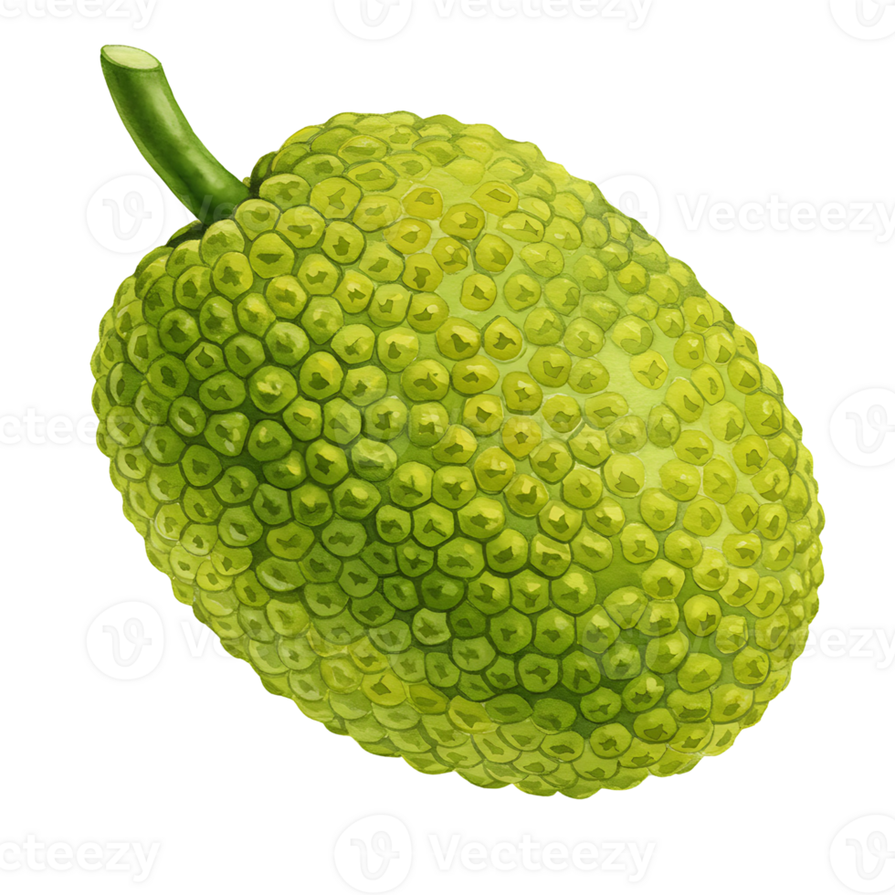 A close up view of a jackfruit with a green stem on an isolated solid color plain backdrop on transparent background png