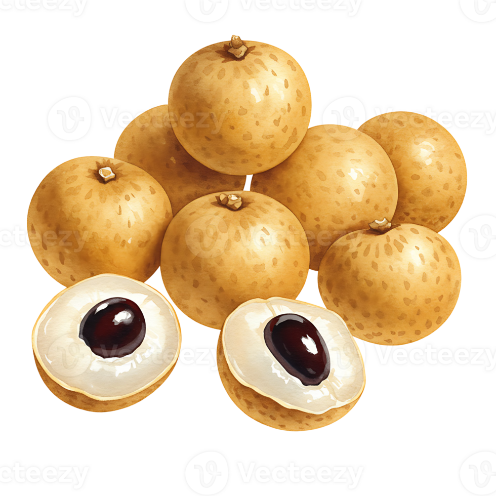A Watercolor of longan fruits with two halves revealing the seed on a plain simple setting view image on transparent background png