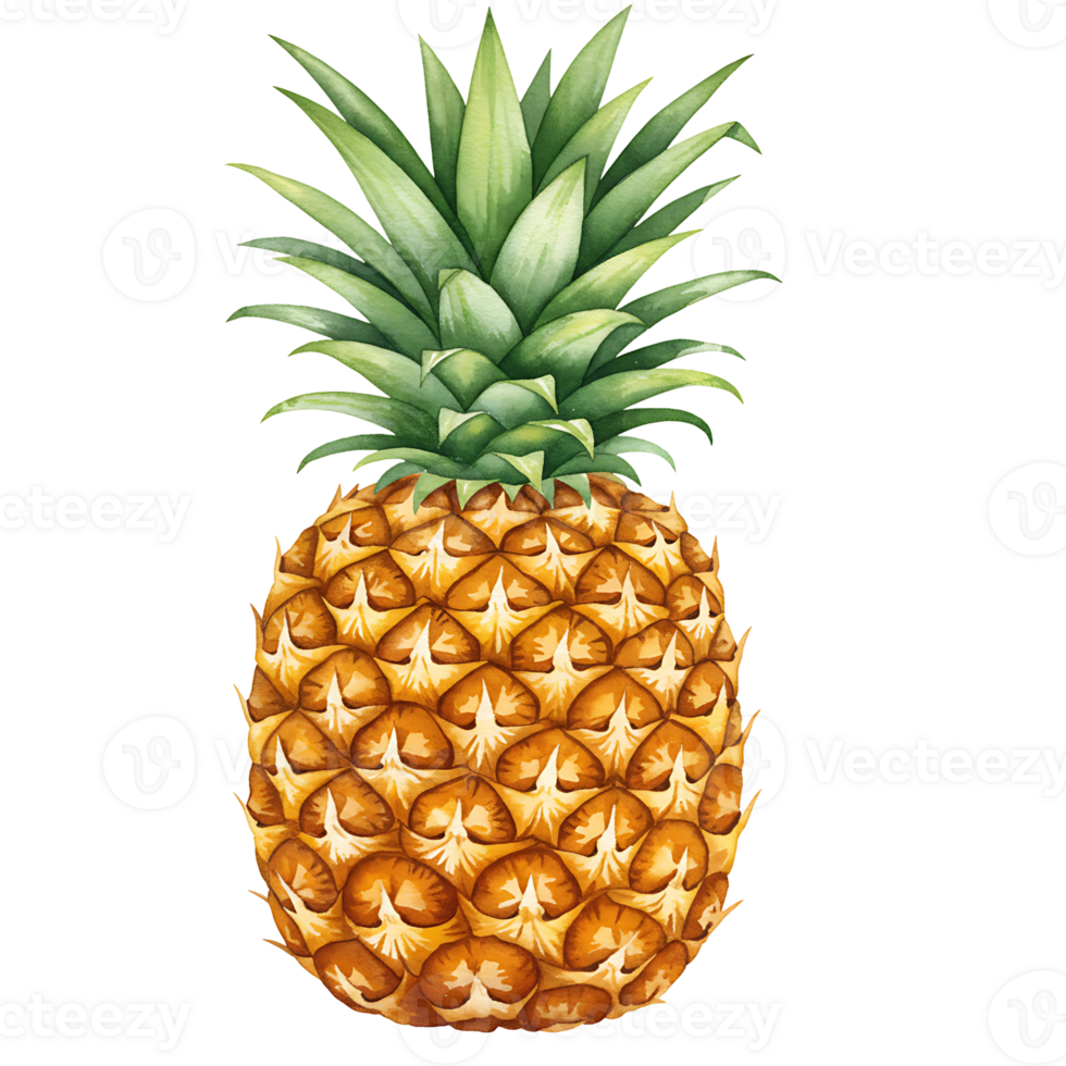 Isolated pineapple with green leafy top showing its textured rind on a transparent setting viewable on transparent background png