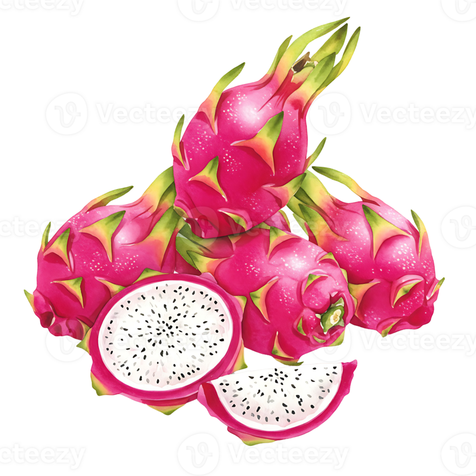A Watercolor of several dragon fruits with one cut open and a slice on a plain area showing the insides on transparent background png