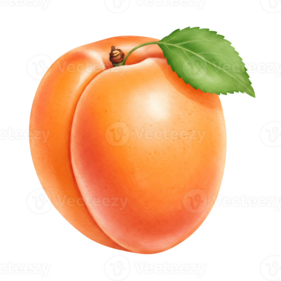 A Watercolor apricot with a green leaf attached to it in a close up view on a plain background image on transparent background png