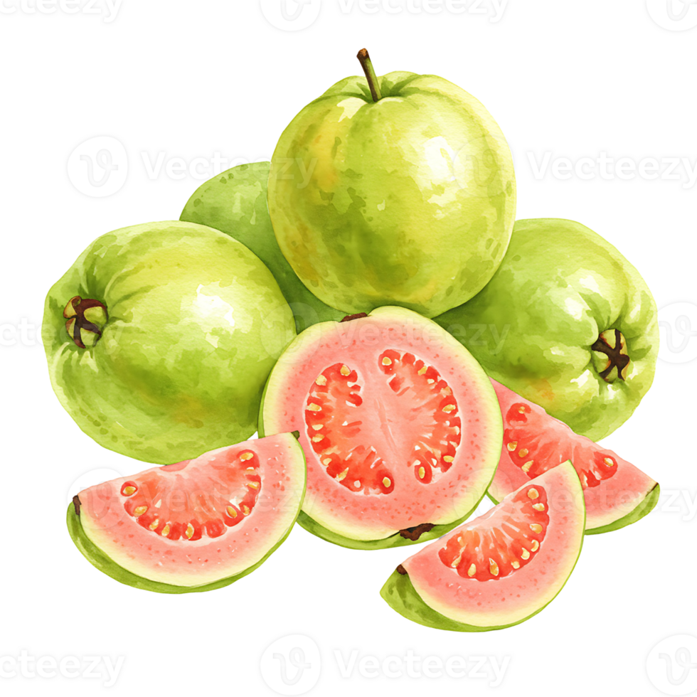 A Watercolor of whole and sliced guavas with pink flesh on a plain surrounding for design elements use on transparent background png