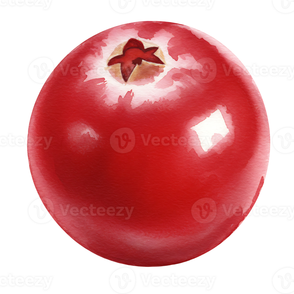 A vibrant close up of a Watercolor red cranberry with a glossy surface against a plain background space on transparent background png