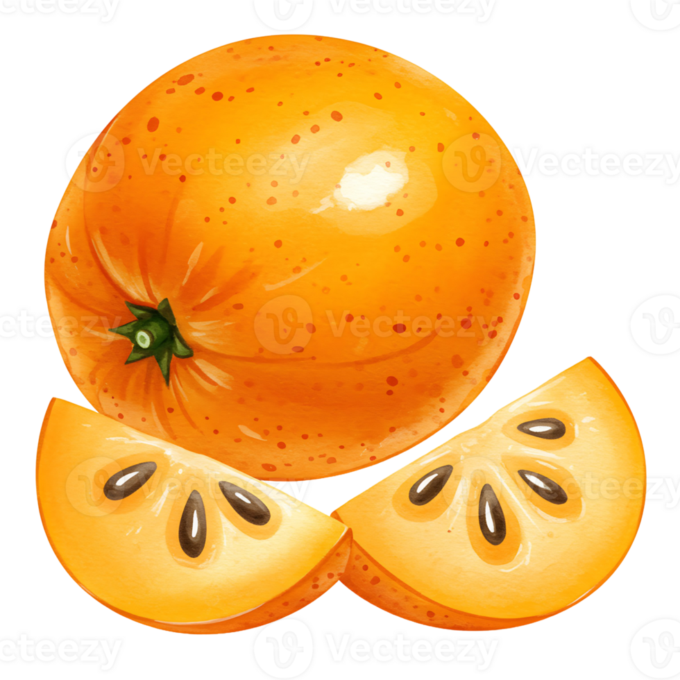 A Watercolor persimmon fruit with two slices showing seeds in an orange color scheme isolated on plain space on transparent background png