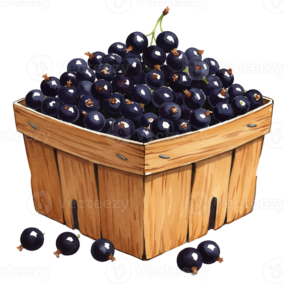 A Watercolor basket filled to the brim with Watercolor ripe currants ready for baking or making jam today on transparent background png