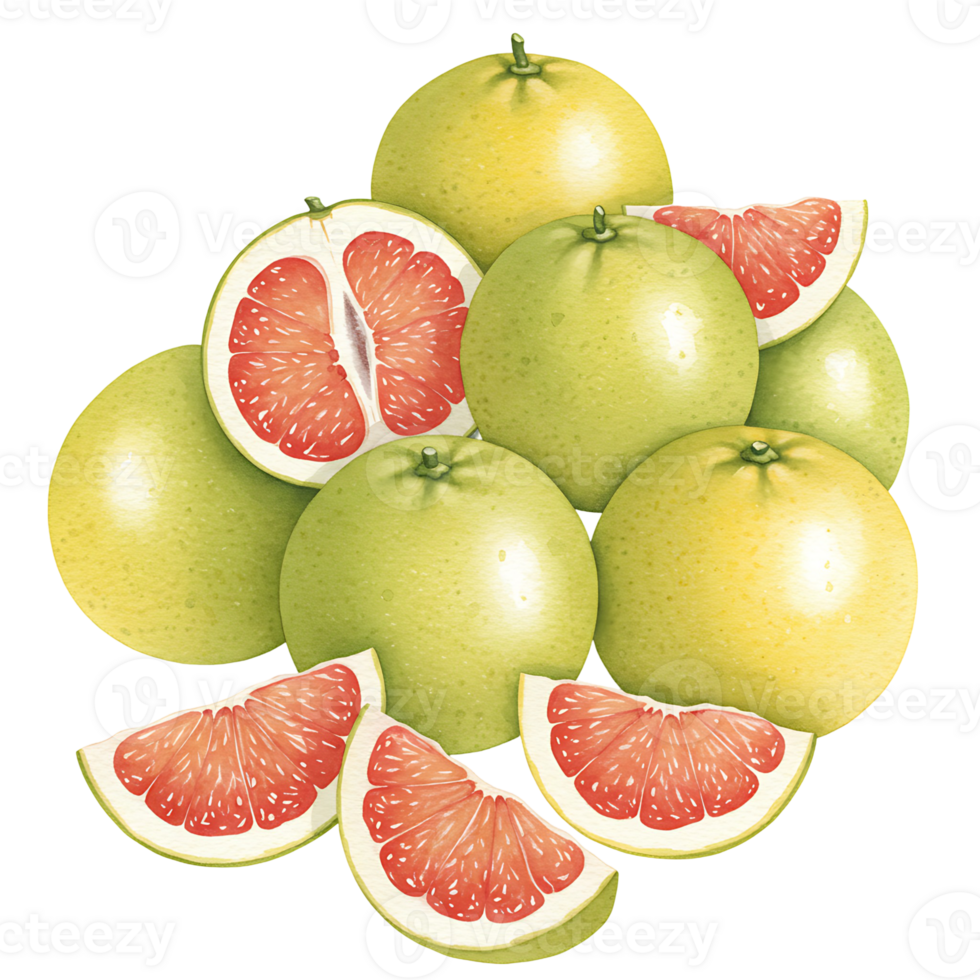 A Watercolor of pomelos with some cut into segments revealing the juicy red pulp of the fruit on transparent background png