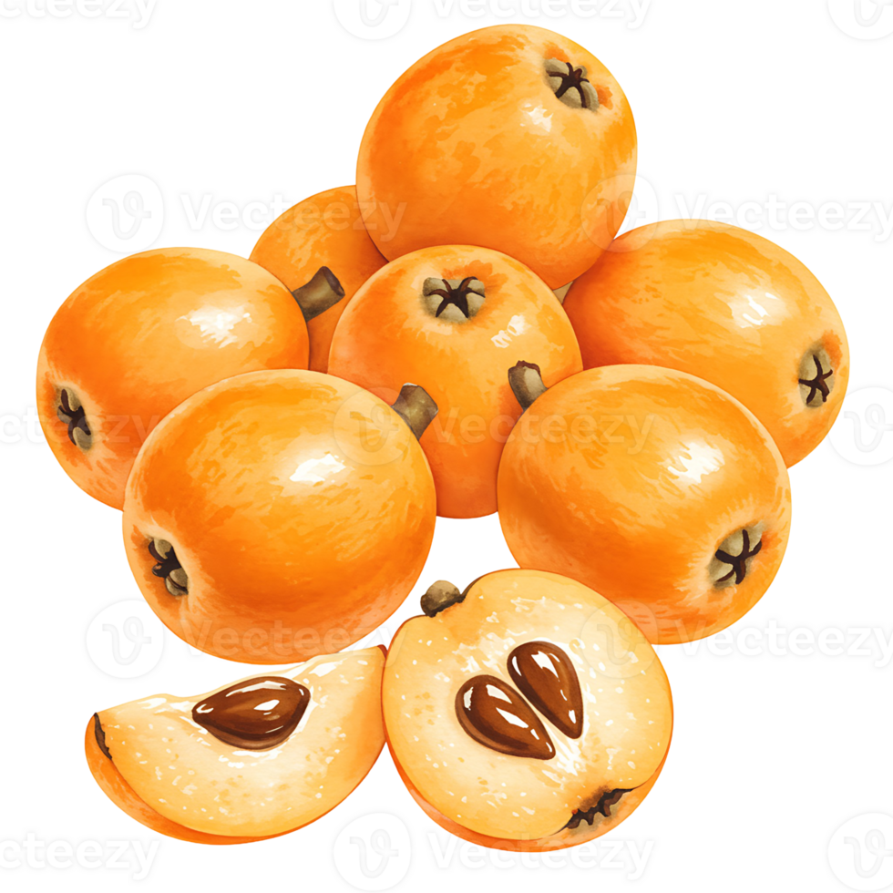 A Watercolor of loquats with some cut in half showing the seeds on a plain color isolated canvas space on transparent background png