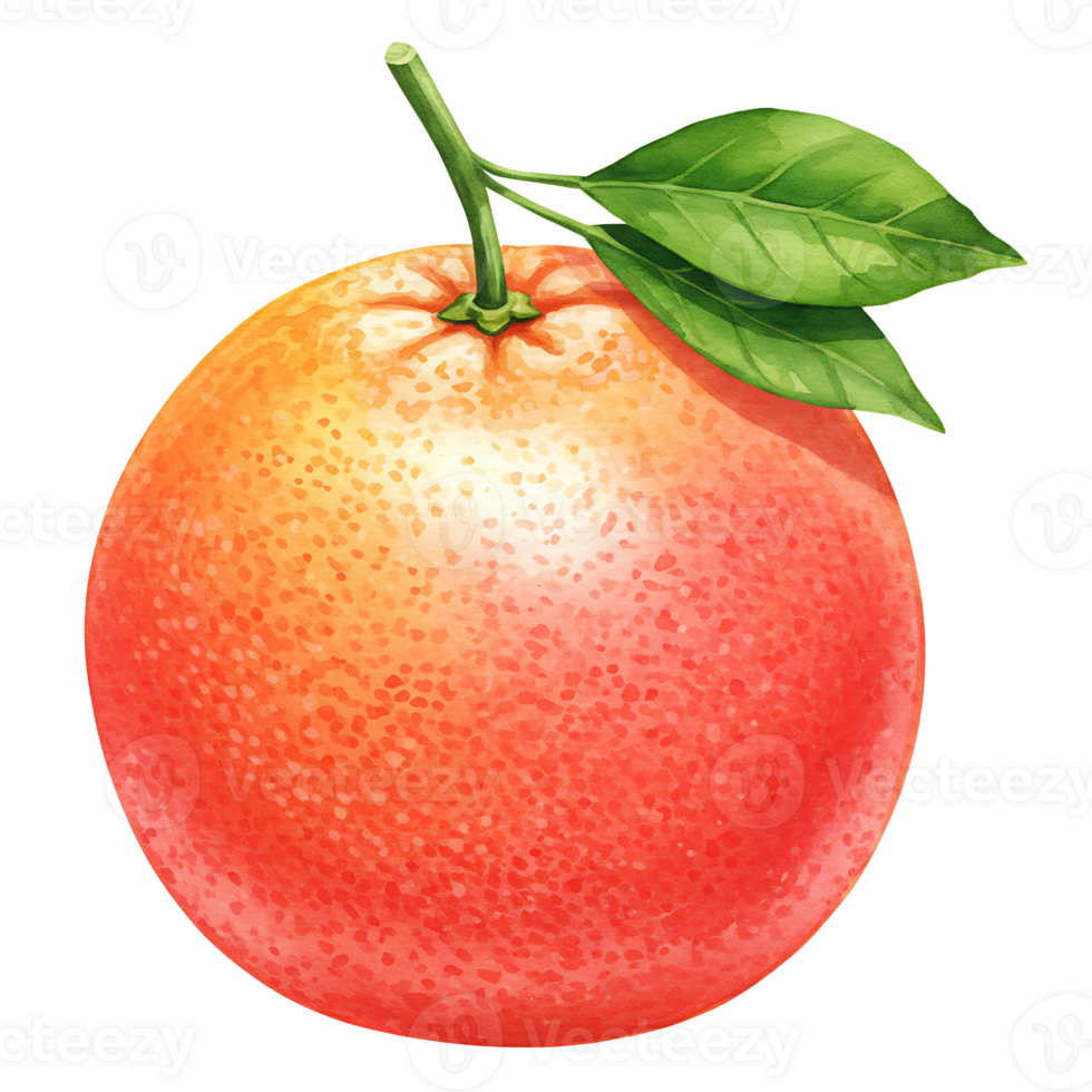 A vibrant grapefruit with stem and leaves showcasing its Watercolor and juicy appearance in a simple view on transparent background png