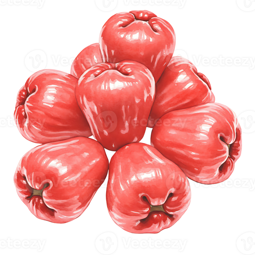 A Watercolor of several rose apples stacked together in a pile on a plain surface with a simple color scheme on transparent background png