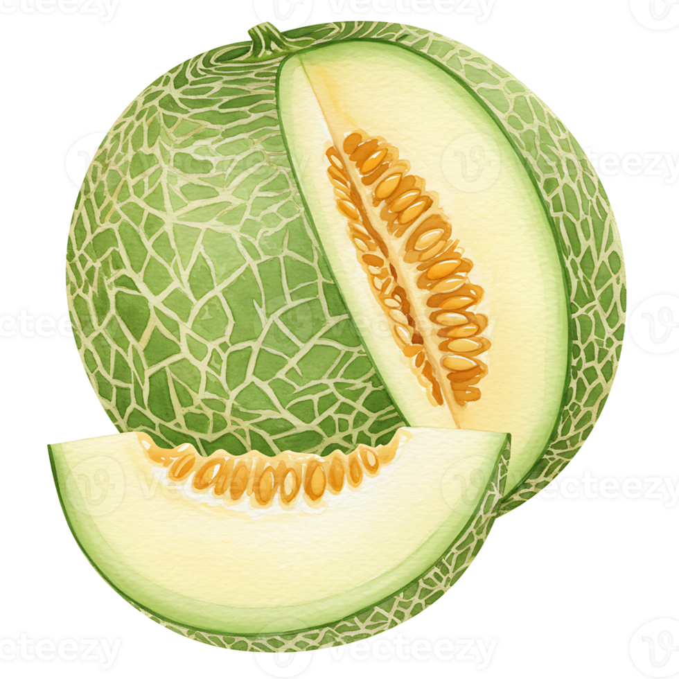 A melon with a slice cut out showing the seeds and a separate slice on a transparent area view on transparent background png