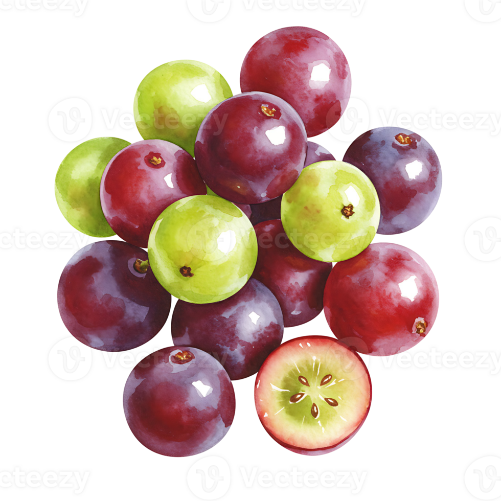 A vibrant cluster of grapes in varying shades of green and purple with a cut grape showing seeds on transparent background png
