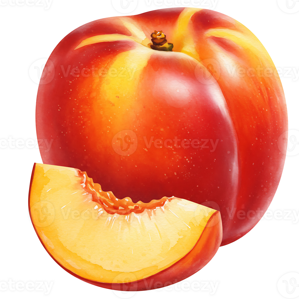 A Watercolor nectarine with a slice cut off showing the flesh on an isolated plain background view close up on transparent background png
