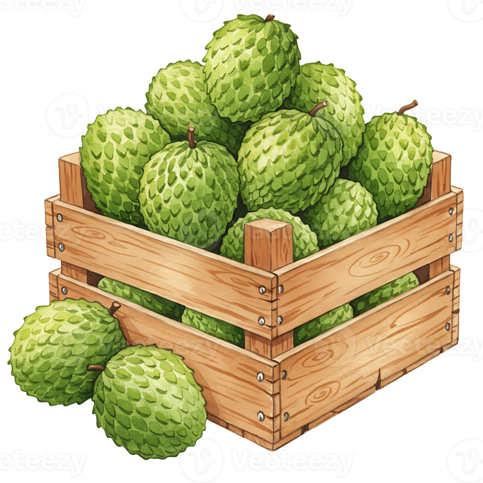 A Watercolor crate filled with a pile of green soursop fruits with stems on a plain transparent area on transparent background png