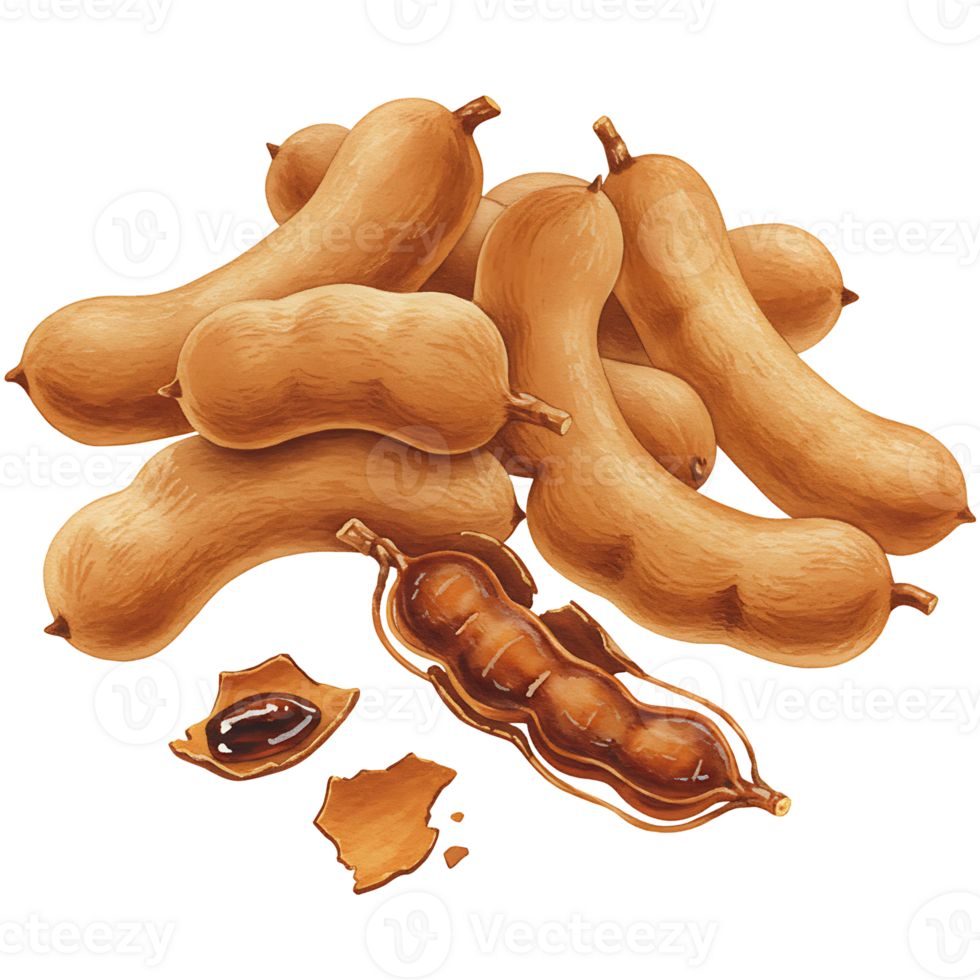 A Watercolor of tamarind pods with one partially open showing the seeds on a transparent area space on transparent background png