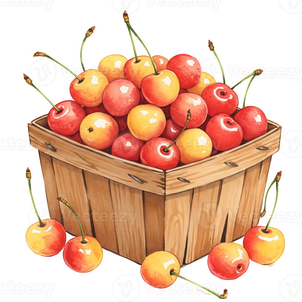 A Watercolor basket filled with yellow and red cherries with stems on a plain color setting scene view on transparent background png