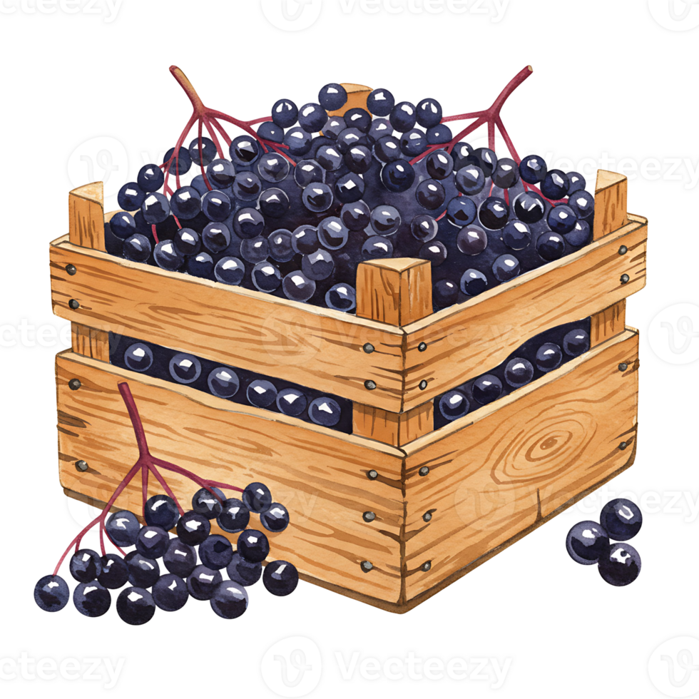 Watercolor crate filled with ripe elderberries and some scattered around the crate on a neutral surface on transparent background png