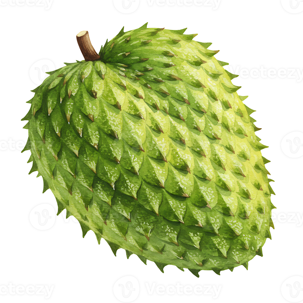 A Watercolor soursop fruit with a spiky skin and a stem on top, isolated on a plain backdrop image on transparent background png