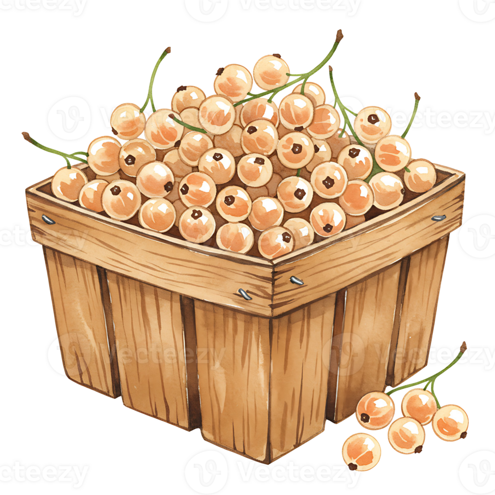 A Watercolor basket filled with many white currant berries and some berries on the ground near the basket on transparent background png