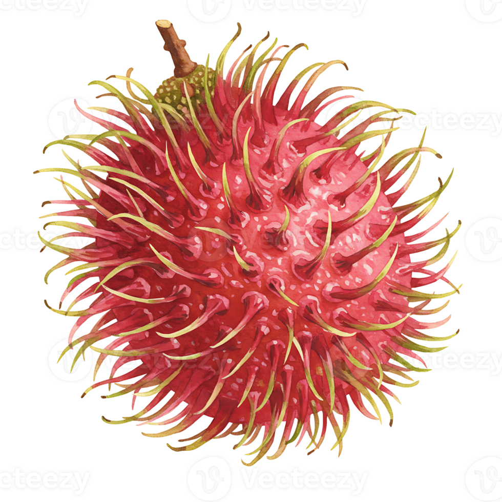 A Watercolor rambutan fruit with spiky skin and stem isolated on a plain colored surface view from the top on transparent background png