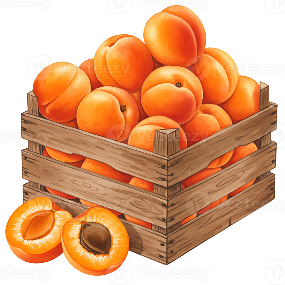 A Watercolor crate filled with ripe apricots and two halved apricots in the foreground of the image on transparent background png