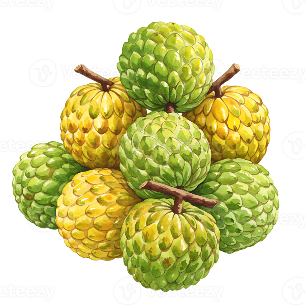 A vibrant stack of custard apples in shades of green and yellow on a plain canvas backdrop art piece on transparent background png